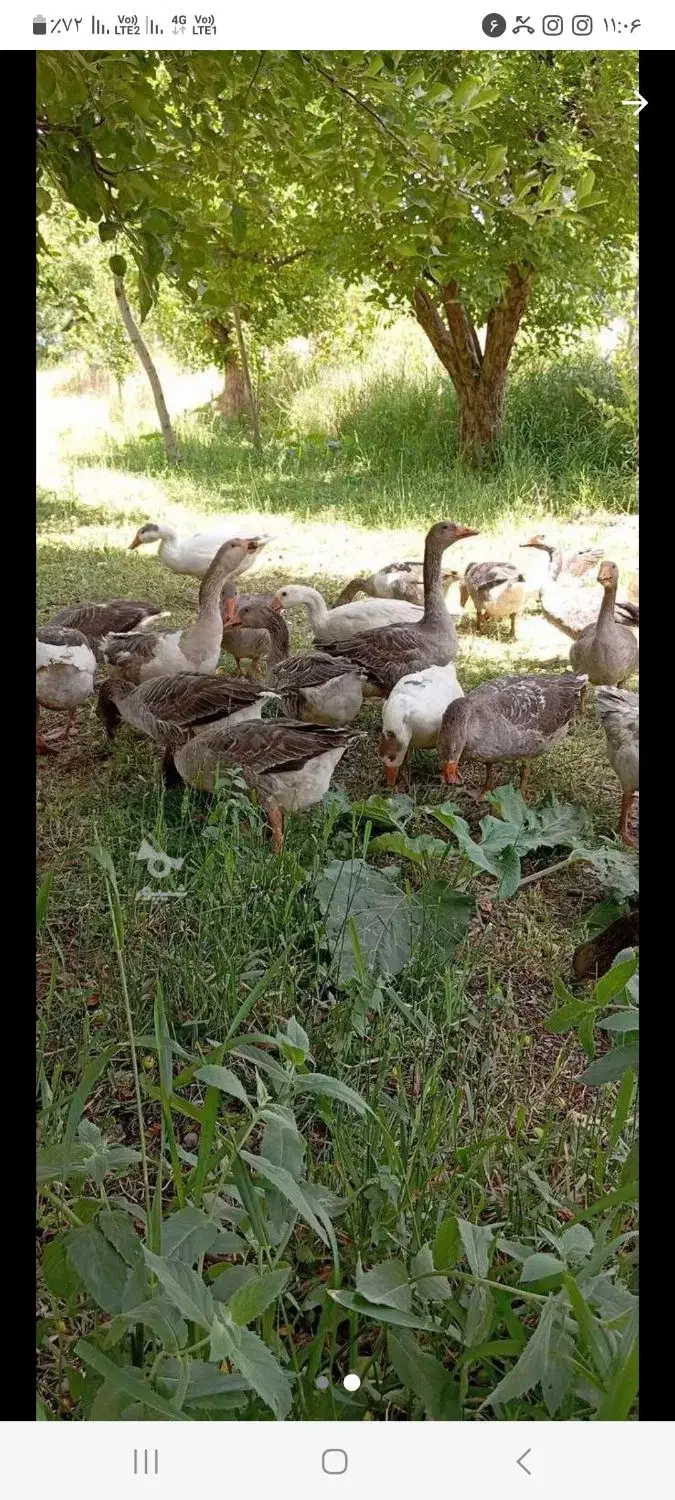 ۸ عدد غاز دورگه امسالی باکیفیت ۷ ماهه|حیوانات مزرعه|رویان, |دیوار