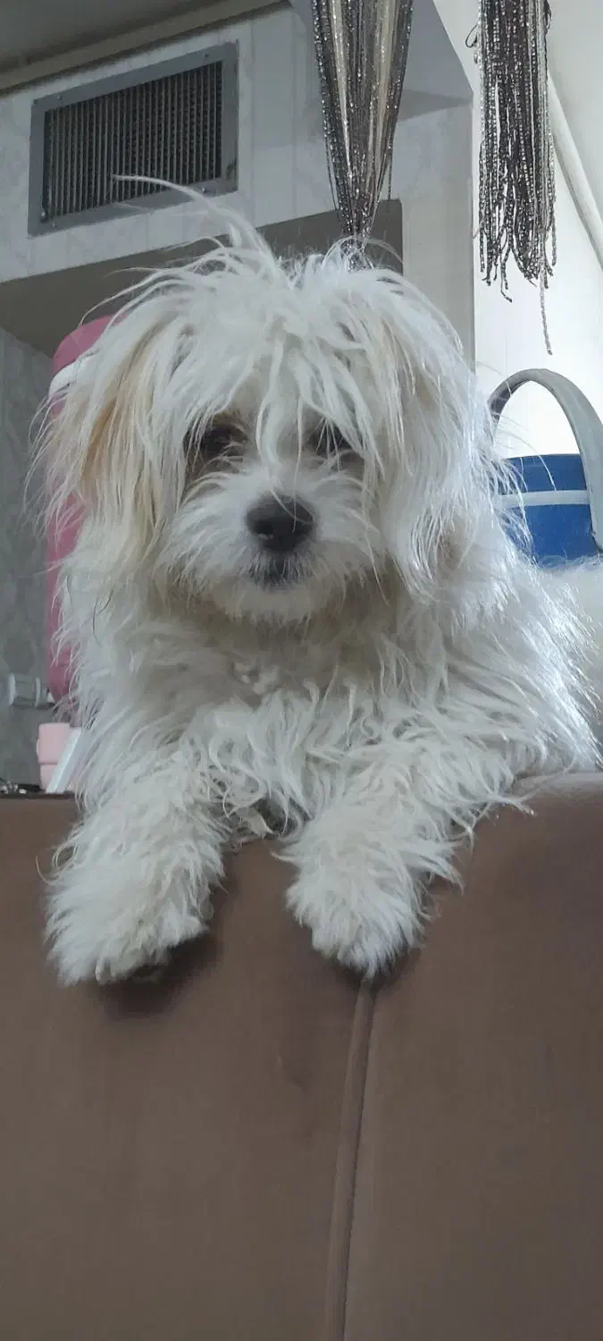 سگ شیتزو گم شده|سگ|اراک, |دیوار