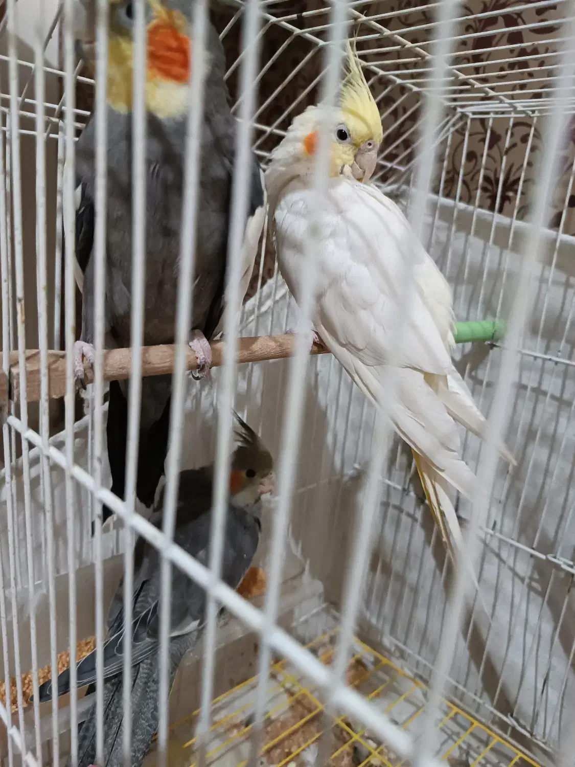 دوعدد جوجه عروس هلندی|پرنده|مشهد, نیروی هوایی|دیوار