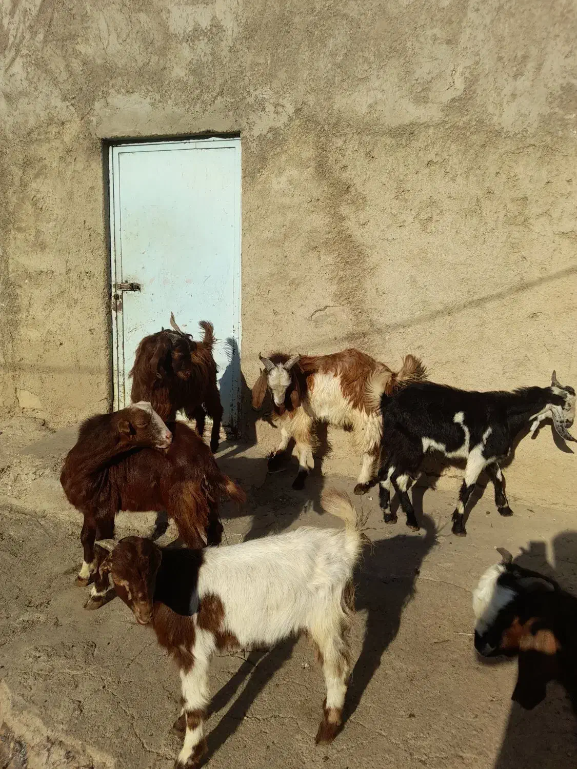 نر بز جوان|حیوانات مزرعه|نوده خاندوز, |دیوار