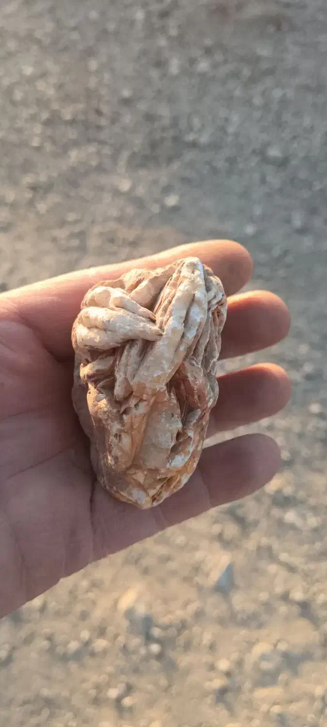 سنگ فسیل|کلکسیون اشیاء عتیقه|شهرضا, |دیوار