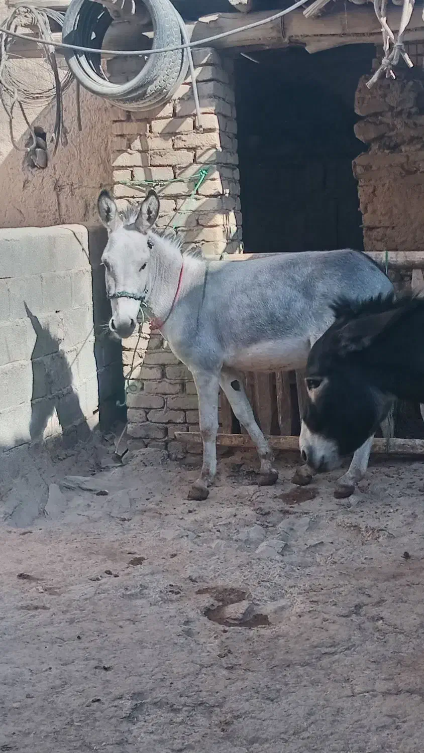 دوعدد الاغ نر و ماده جوان|حیوانات مزرعه|قره چای, |دیوار