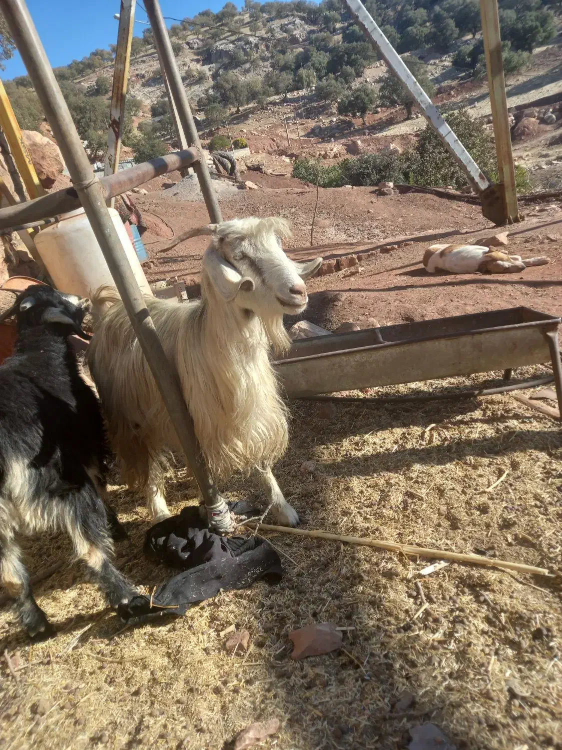 سلام دو تا بز داشت|حیوانات مزرعه|پاپی, |دیوار