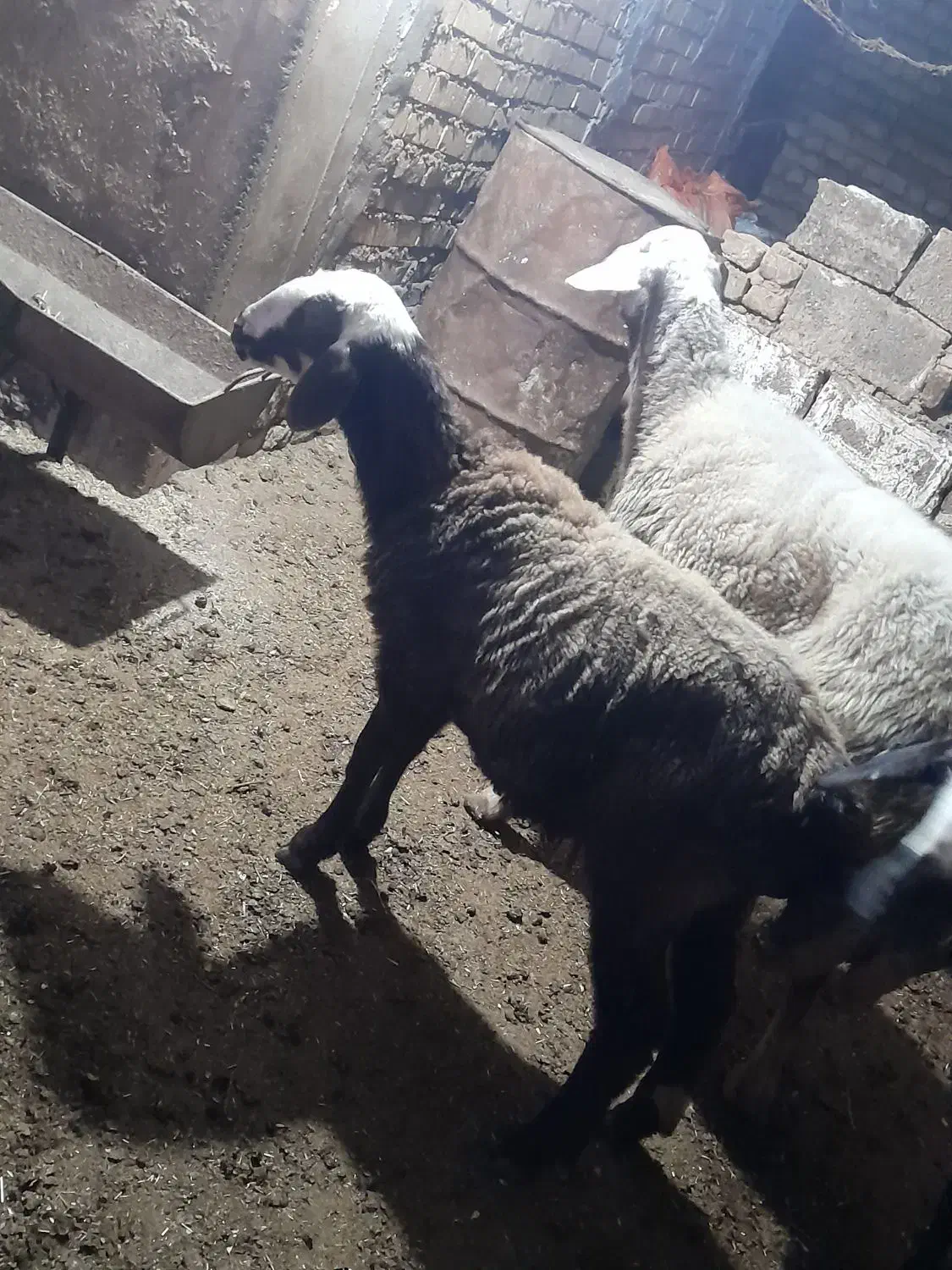 یک عدد گوسفند بره دار ویک ماده شیشک جنس|حیوانات مزرعه|مینودشت, |دیوار