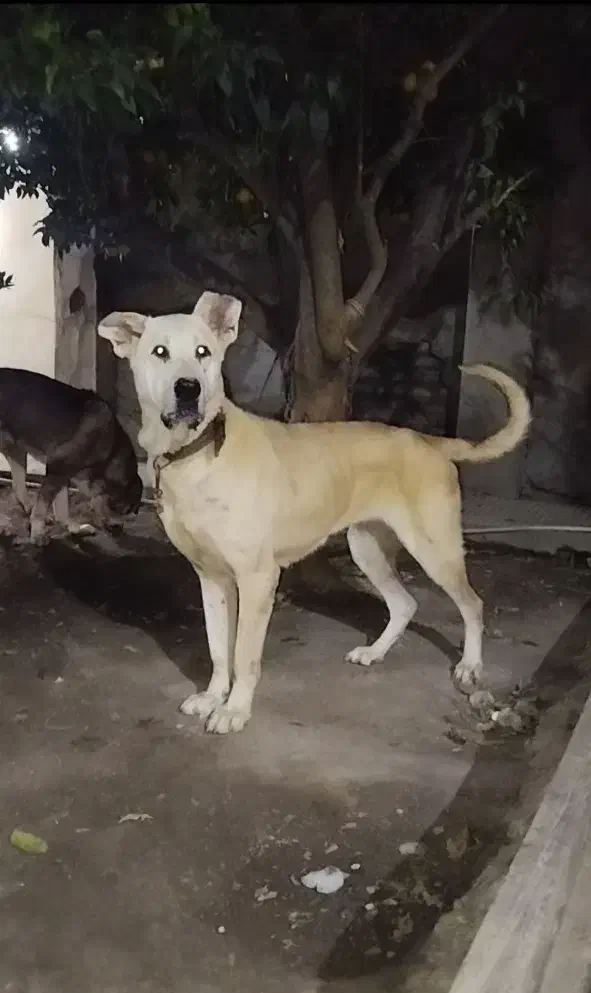 نسل برتر|سگ|کردکوی, |دیوار