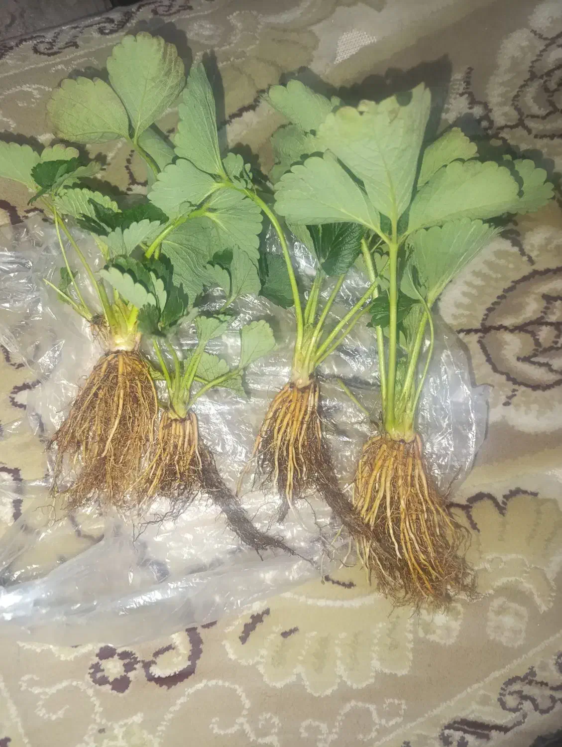 بوته توت فرنگی|گل و گیاه طبیعی|موچش, |دیوار