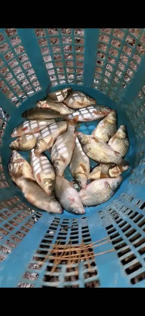 اسپلش،بچه ماهی،خوراک ،کپور|ماهی|شادگان, |دیوار