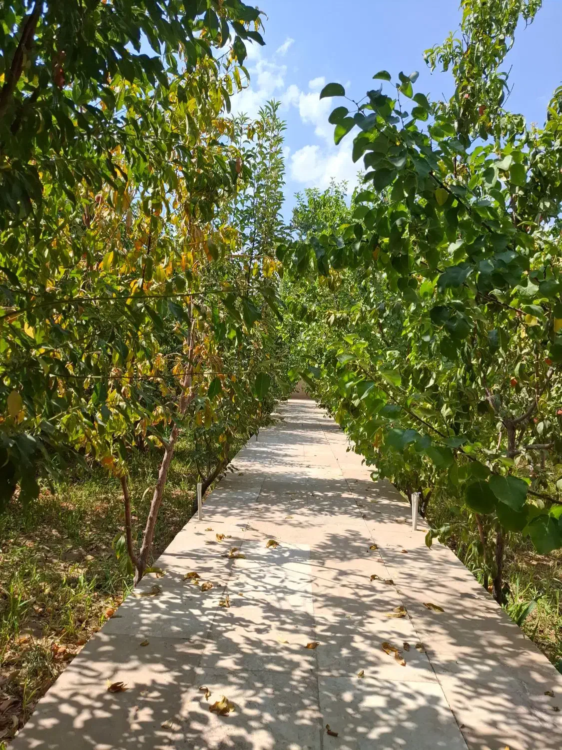 فروش باغ|فروش دفتر صنعتی، کشاورزی، تجاری|خمینی‌شهر, |دیوار