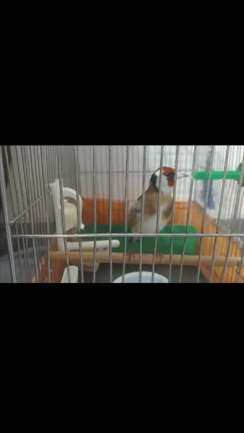 سهره صحرایی چند ماه قفس آب رنگ دار|پرنده|بهار, |دیوار