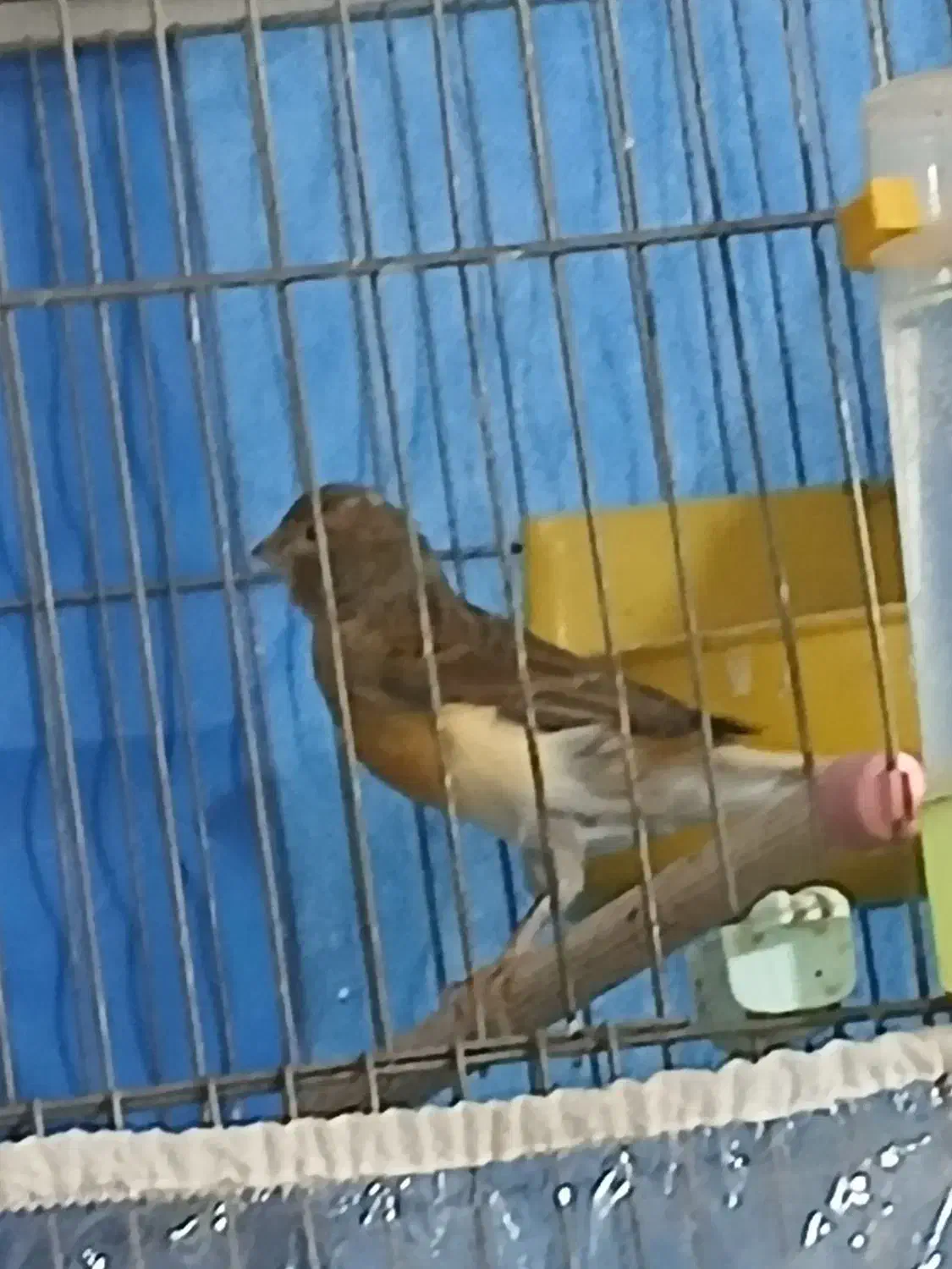 قناری ماده|پرنده|خمینی‌شهر, |دیوار