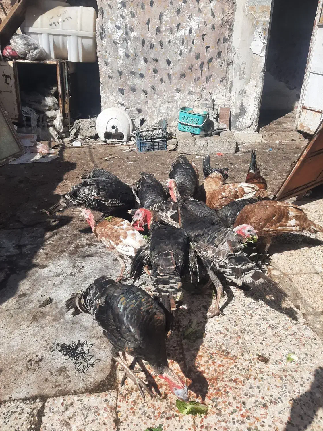 چهارعددبوقلمون وسه عددمرغ تخم گذارنژادخوب|حیوانات مزرعه|اهواز, کوی رمضان|دیوار