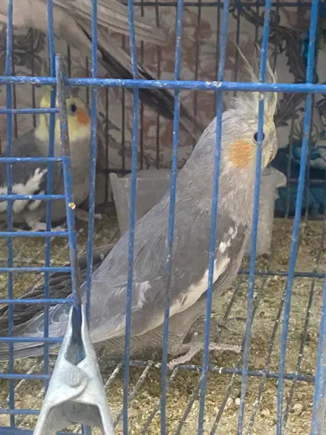 دوعدد عروس نر|پرنده|قم, شاه ابراهیم|دیوار