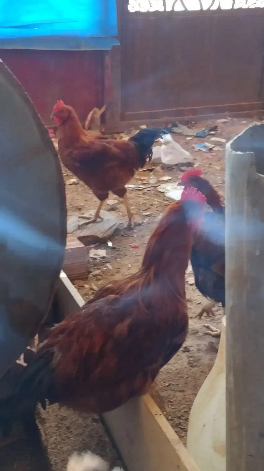 فروش خروس سرحال|حیوانات مزرعه|مریوان, |دیوار