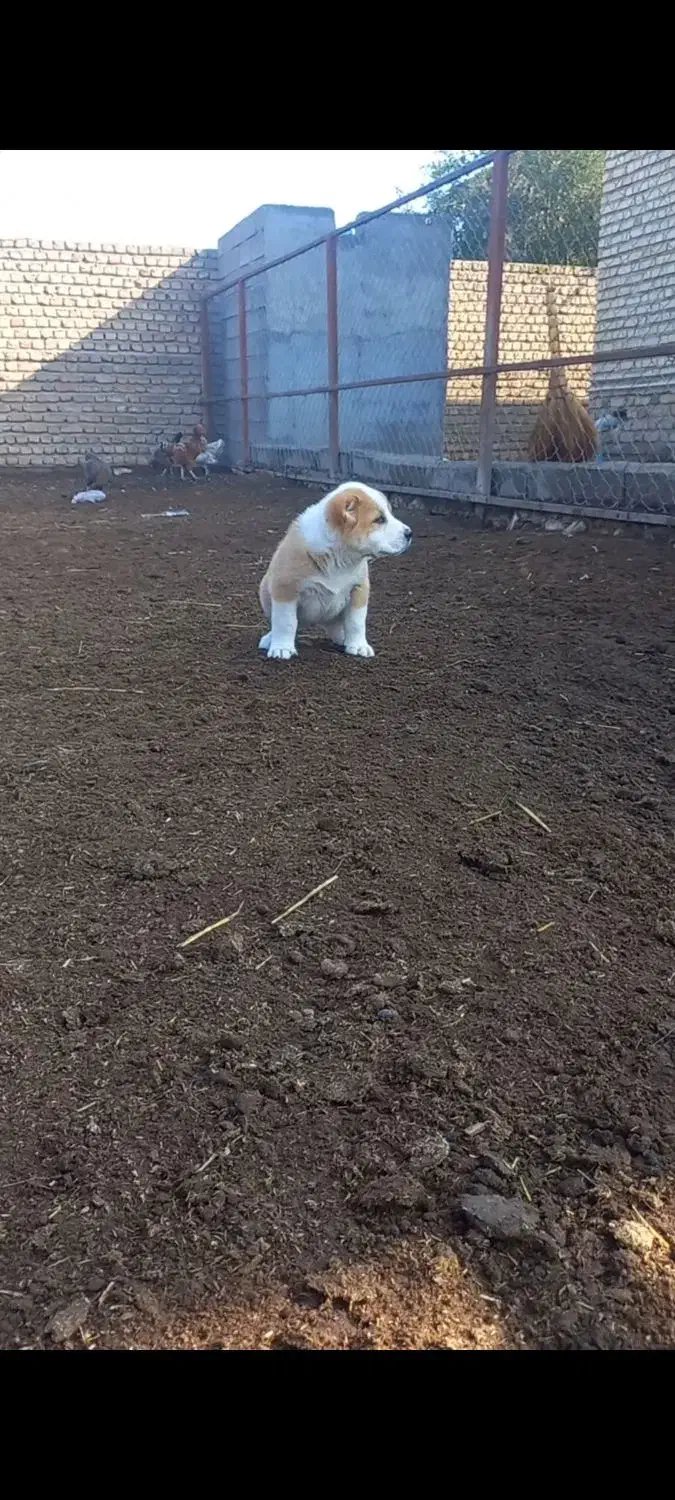 توله آلبای اصل|سگ|انبارآلوم, |دیوار