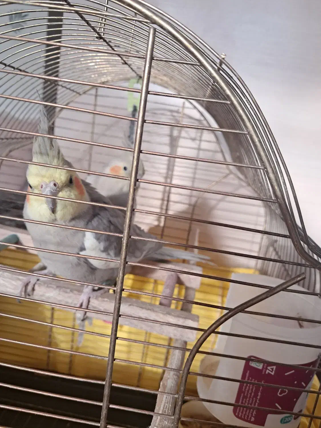 عروس هلندی|پرنده|تهران, بروجردی|دیوار