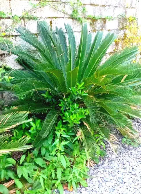 چند تاگل سیگاس|گل و گیاه طبیعی|خمام, |دیوار