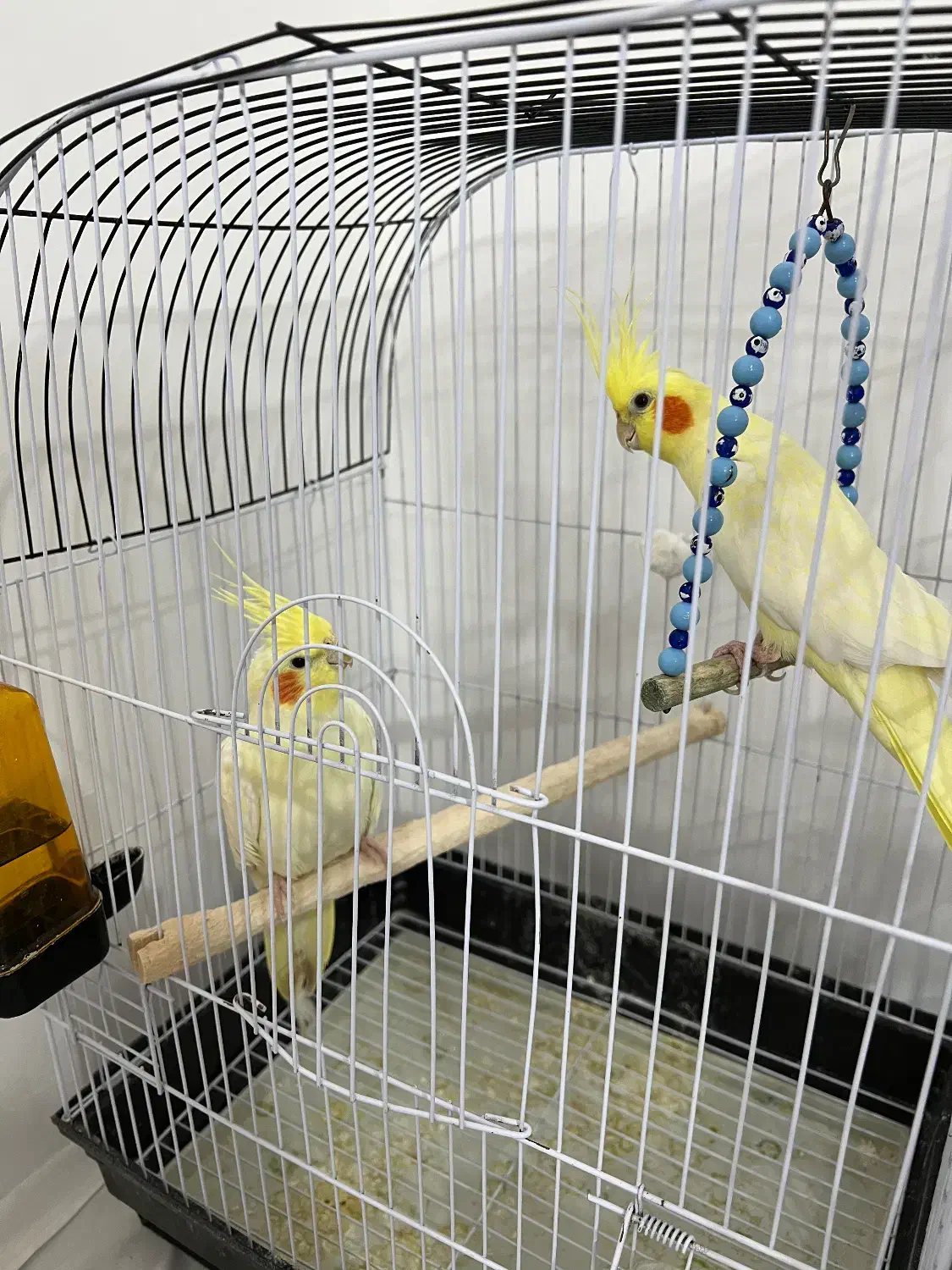 عروس هلندی|پرنده|سلطانیه, |دیوار