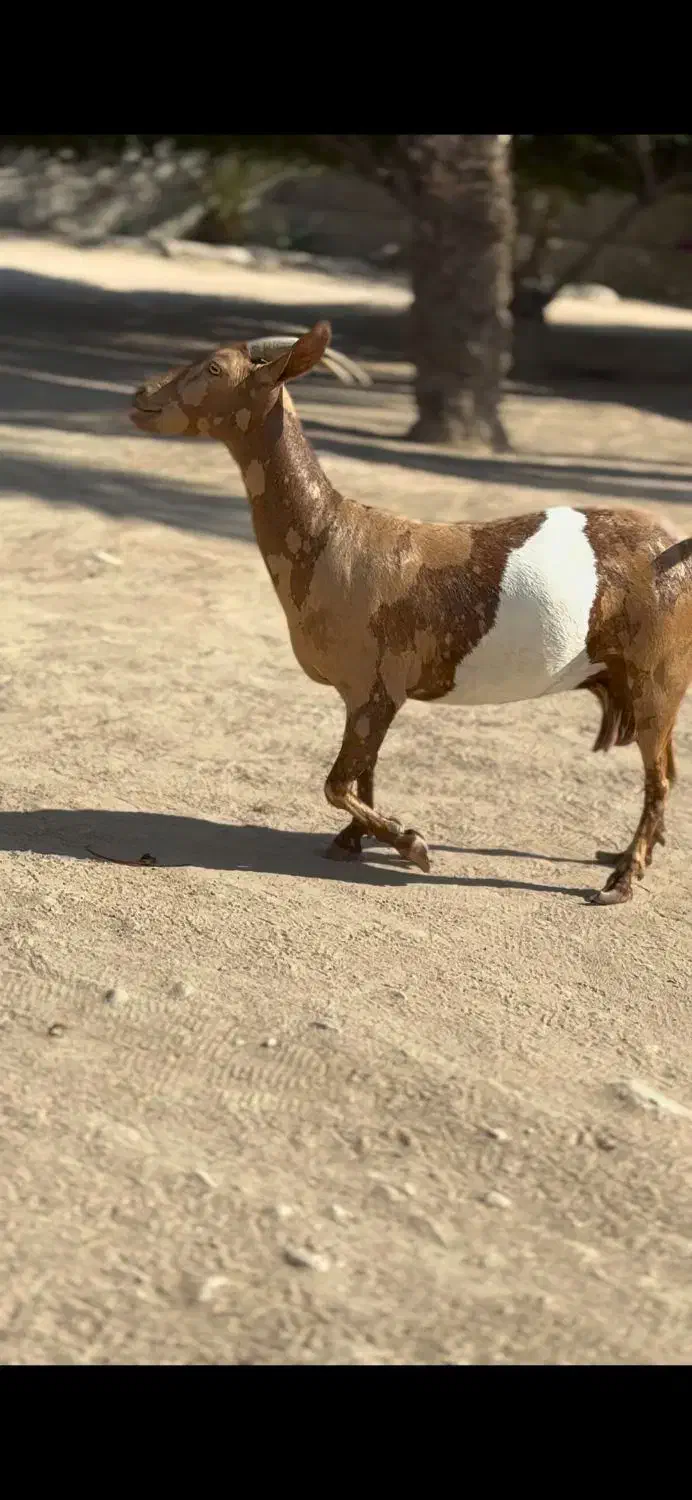 حیوون قشنگ|حیوانات مزرعه|طبس, |دیوار