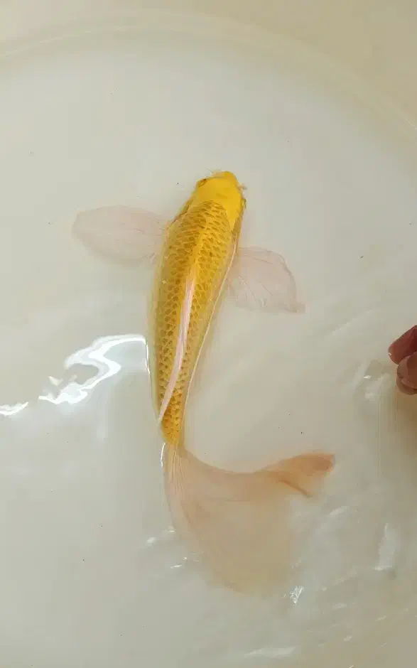 کوی یامابوکی باله بلند اصل|ماهی|قم, انصار‌الحسین|دیوار