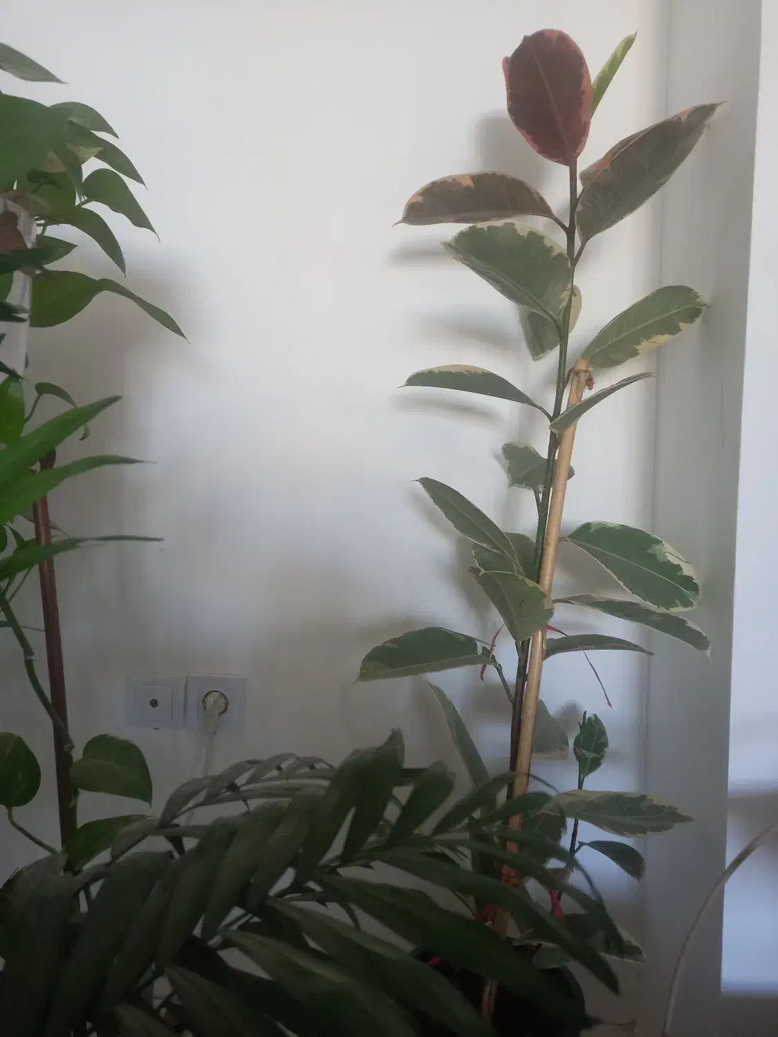 فیکوس ابلق دو شاخه|گل و گیاه طبیعی|شیراز, رکنآباد|دیوار