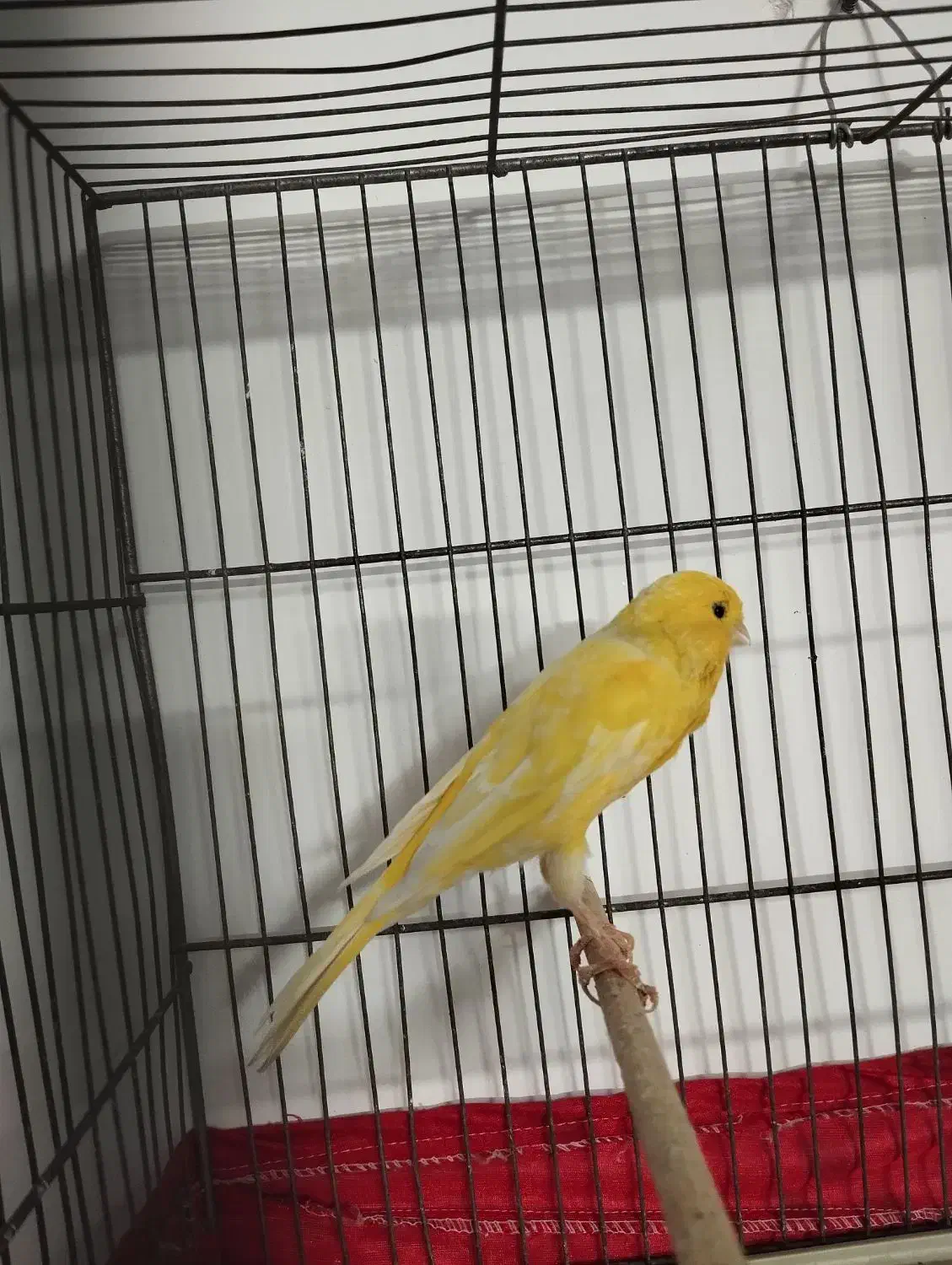 قناری رسمی بلند قرص بخون|پرنده|قرچک, زیبا شهر|دیوار