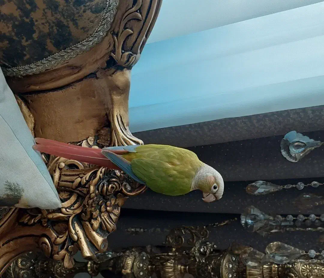 طوطی گرینچیک اسمش فندق|پرنده|اسلامشهر, شهرک سعیدیه|دیوار