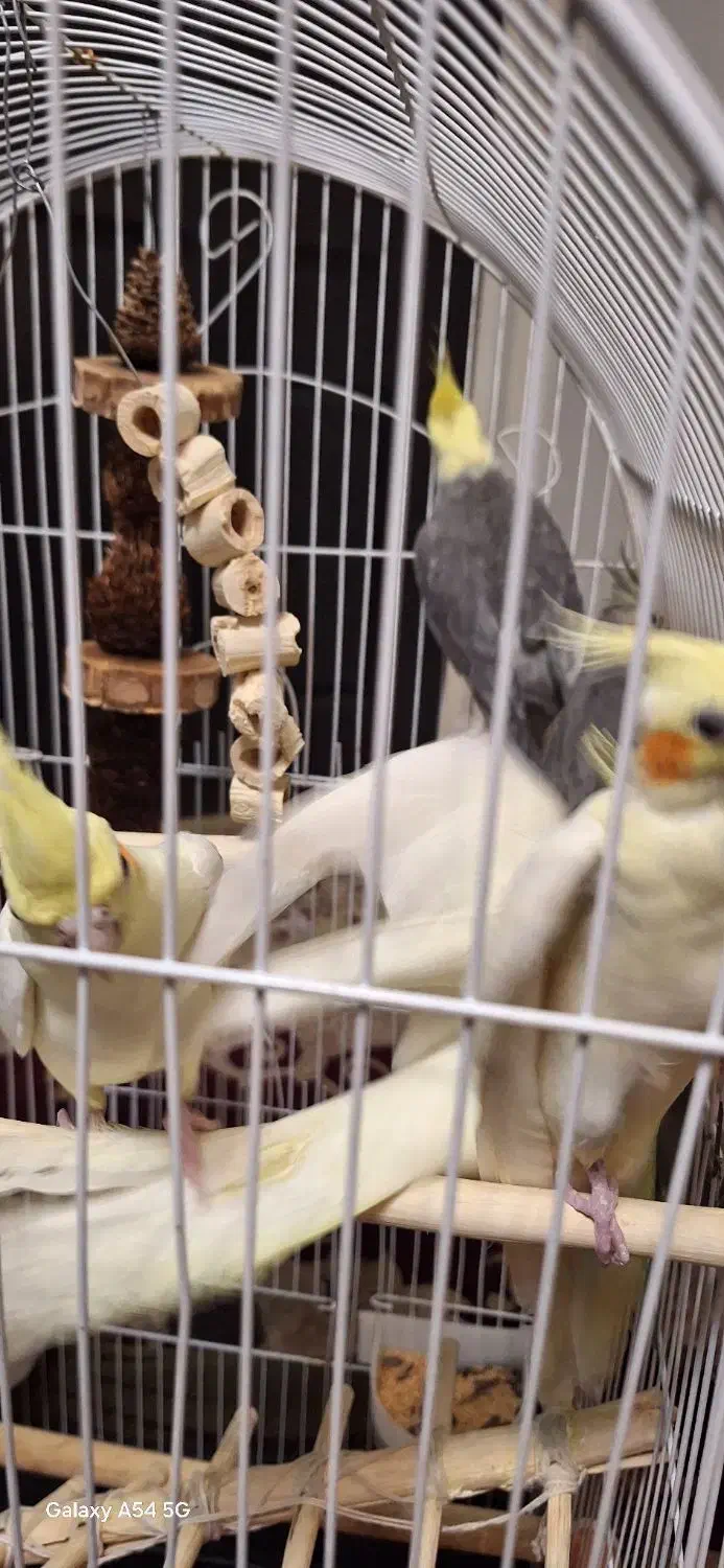 عروس|پرنده|تهران, سبلان (لشگر)|دیوار