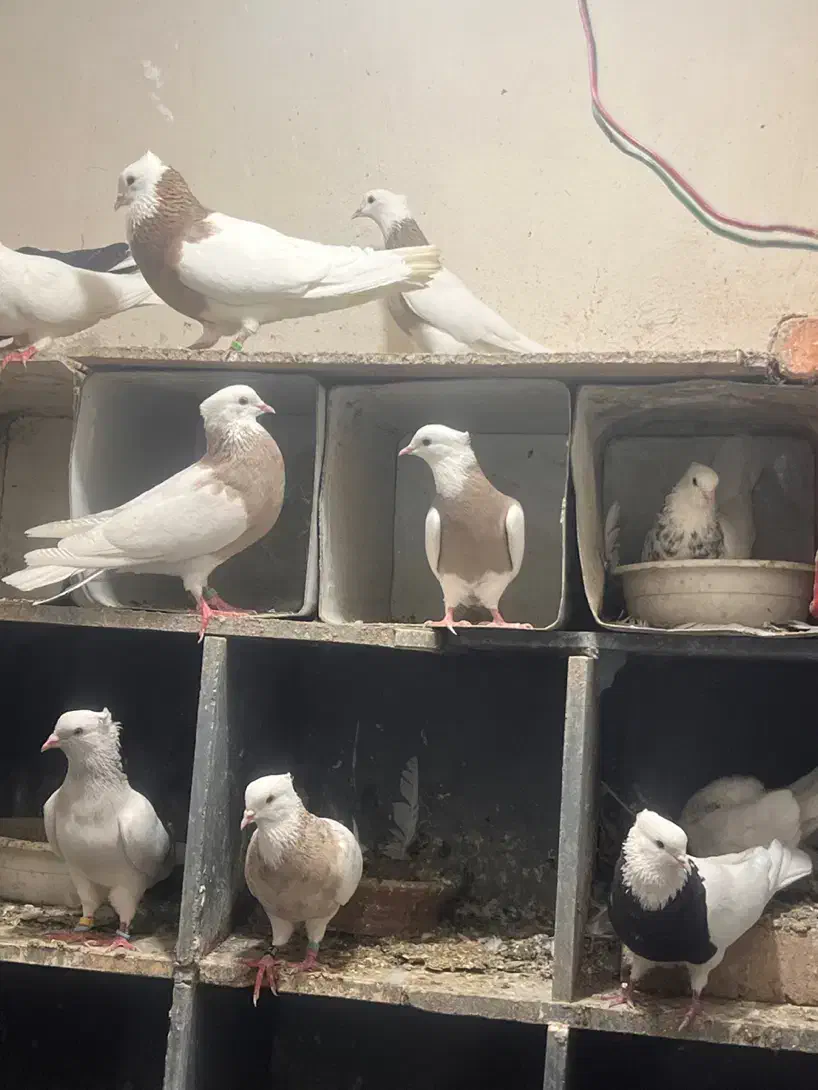 طوقی درجه یک بدونه قلط پاک پاک بهترین نسل|پرنده|فردیس, فردیس|دیوار