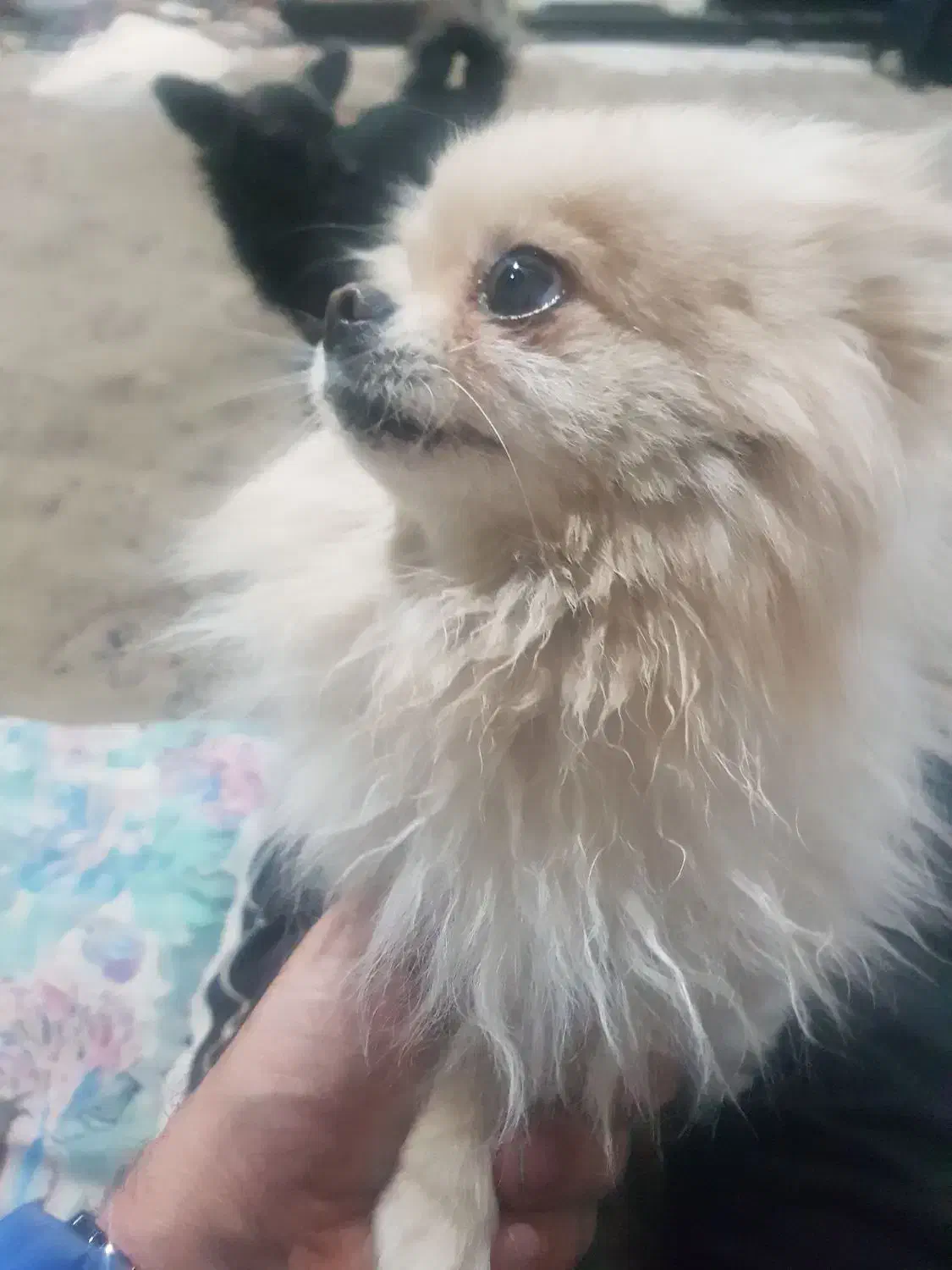 سگ پامر دوساله|سگ|رویان, |دیوار