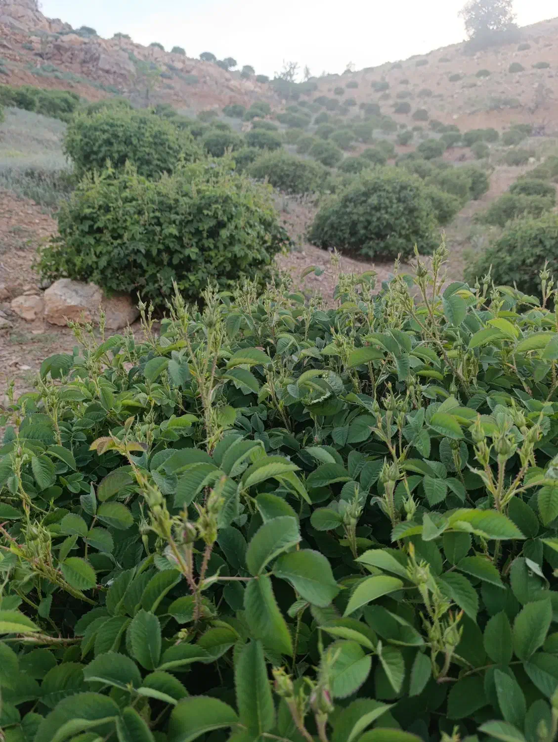 نهال گل محمدی دیم|خدمات باغبانی و درختکاری|نی‌ریز, |دیوار