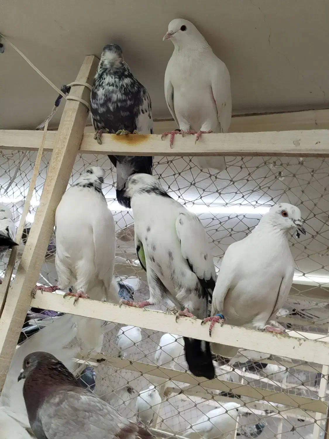 کبوتر بارجدید ۹/۱۰.دوشنبه .کفترتعداد.سواکن و جداکن|پرنده|کرج, حیدرآباد|دیوار