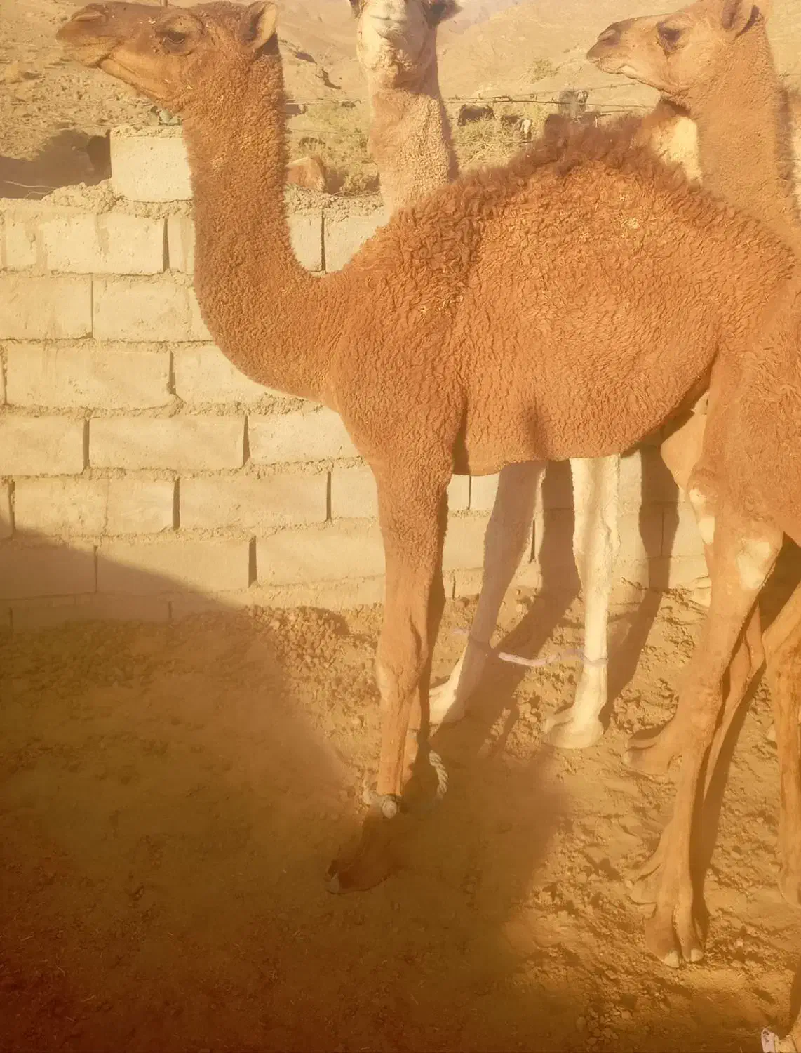 شتر نر چاق|حیوانات مزرعه|ایرانشهر, |دیوار