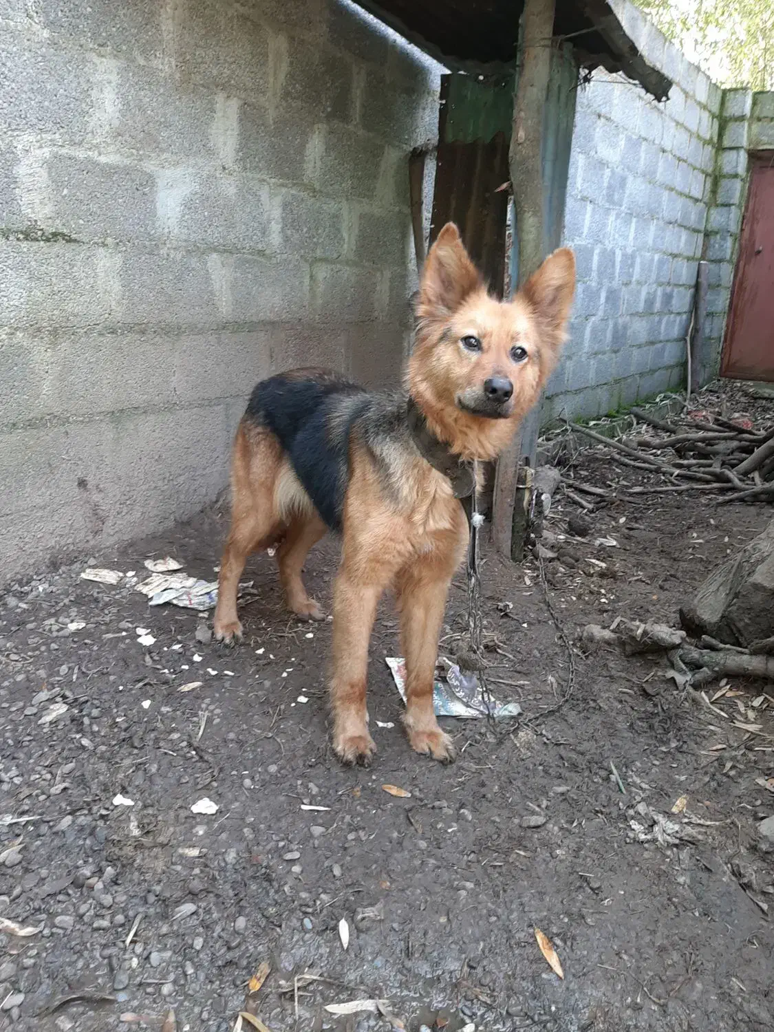 سگ گرگی|سگ|خمام, |دیوار