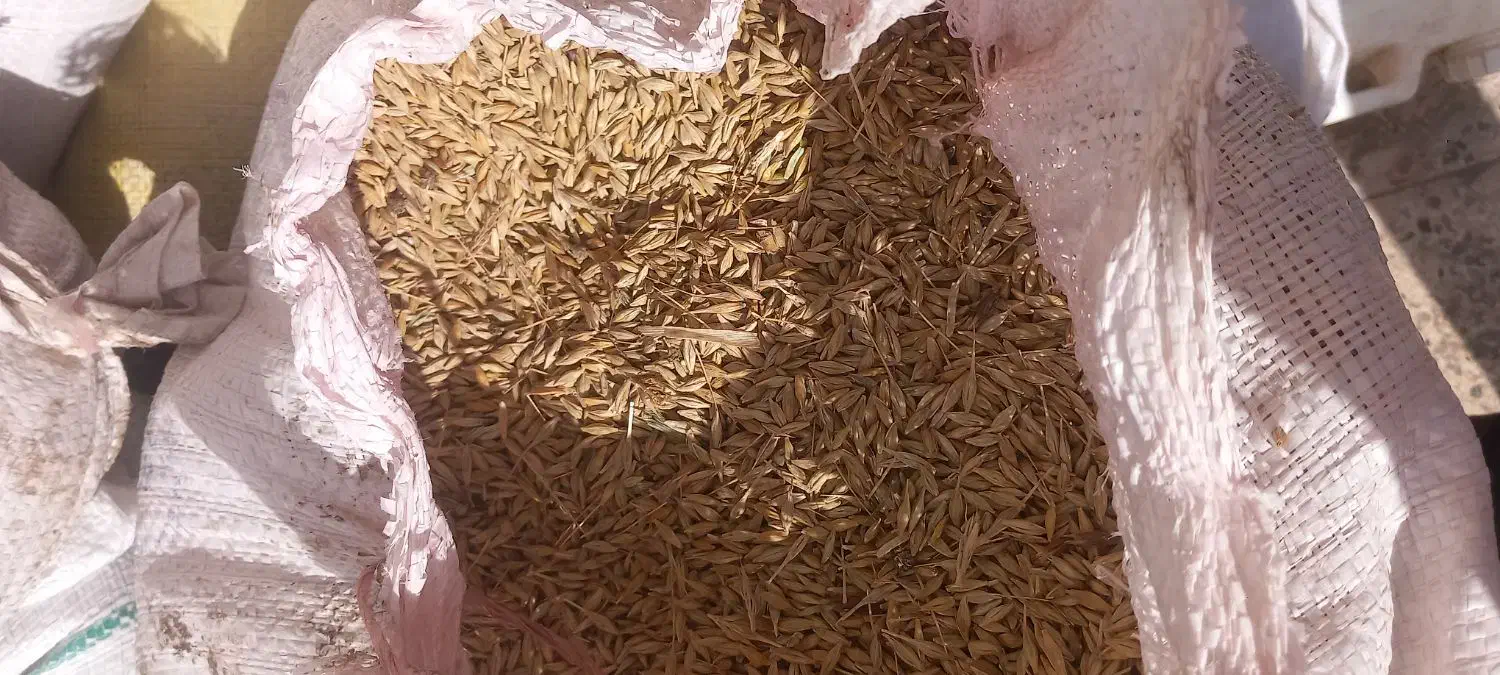 جو محلی|خدمات باغبانی و درختکاری|گرمخان, |دیوار