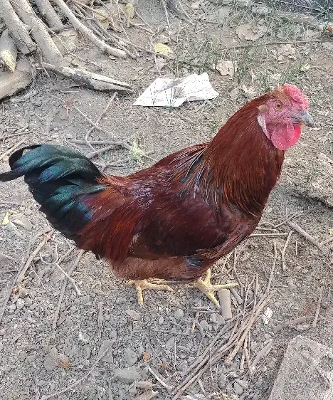 خروس محلی تازه بالغ شده|حیوانات مزرعه|مشهد, فاطمیه|دیوار