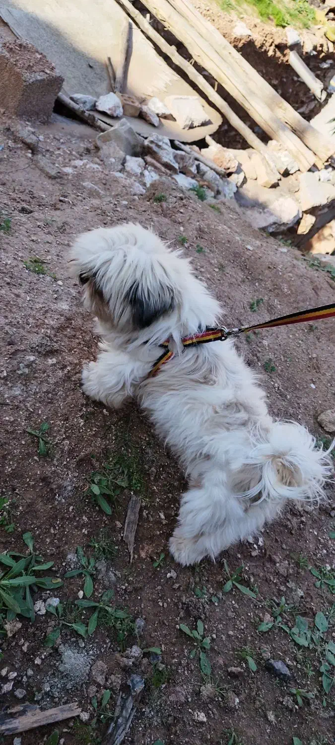 فروشی|سگ|مسجد سلیمان, |دیوار