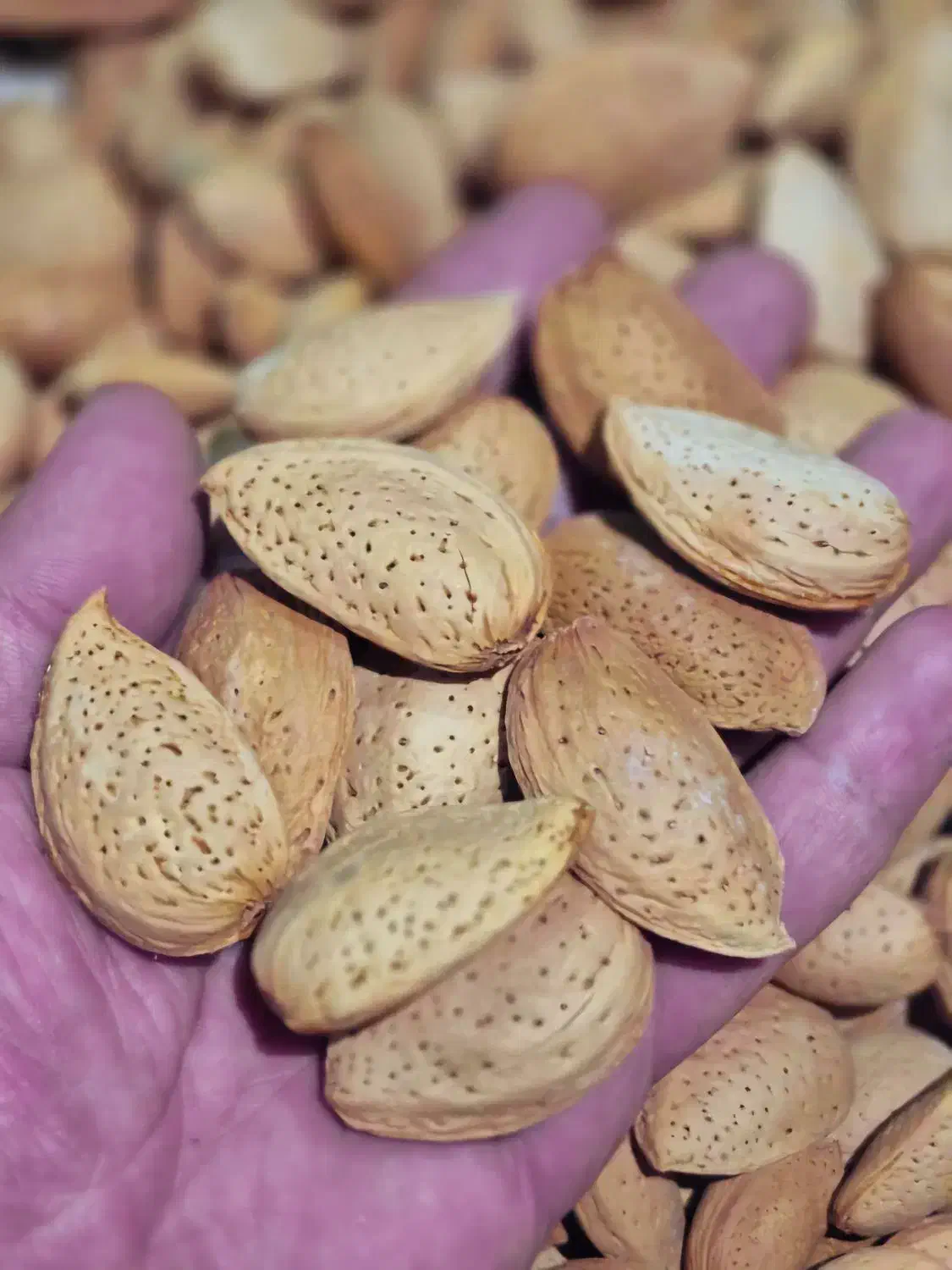 بادام سنگی|خوردنی و آشامیدنی|شیراز, قلات|دیوار
