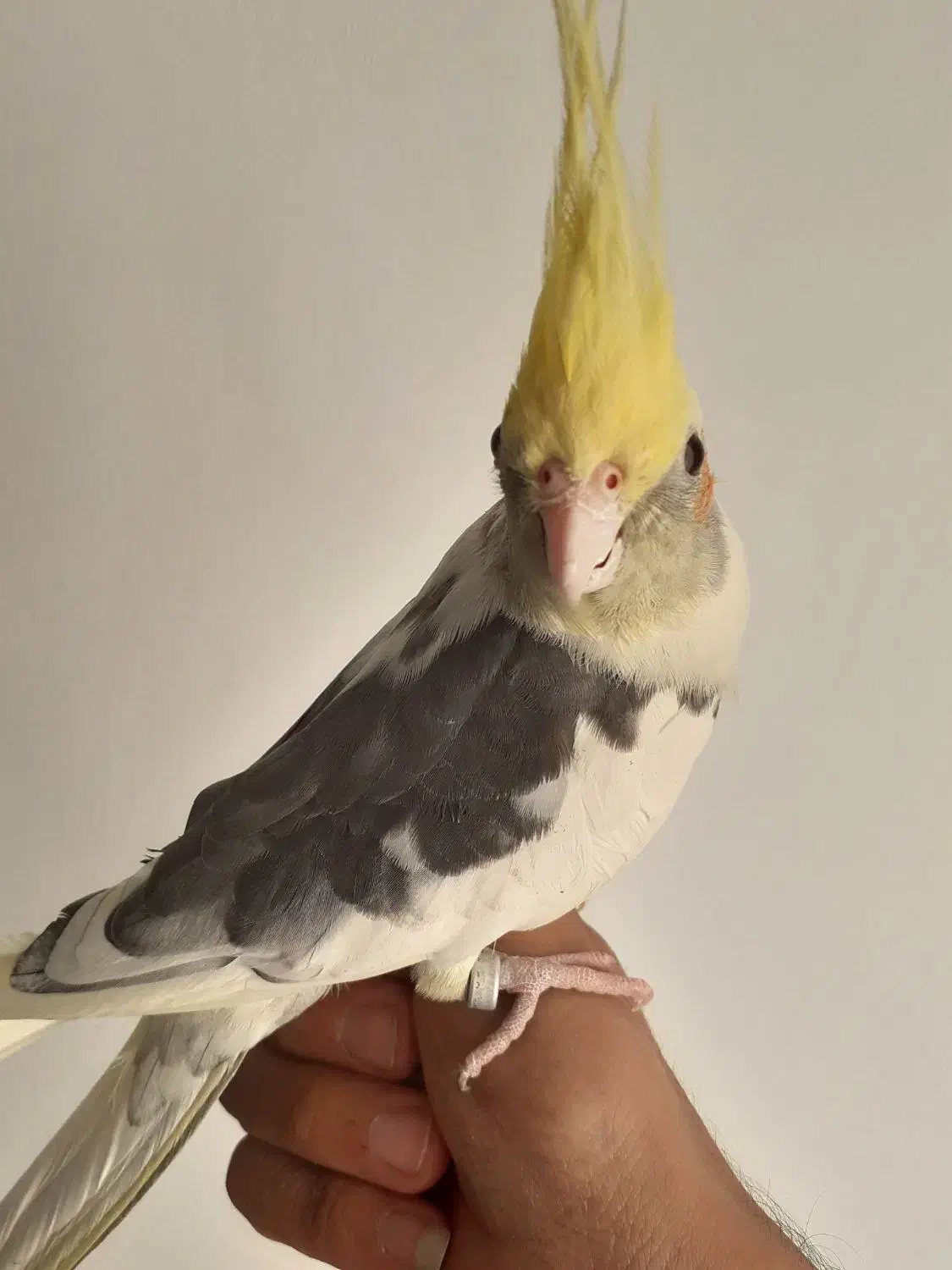 عروس هلندی|پرنده|قزوین, |دیوار