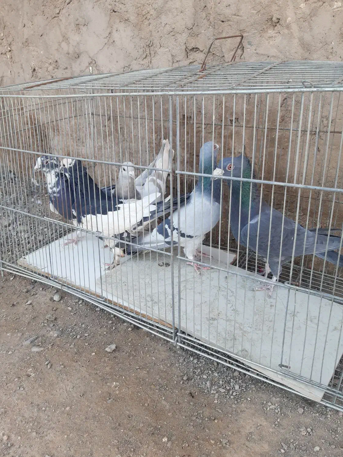 پرنده|پرنده|کرمان, |دیوار