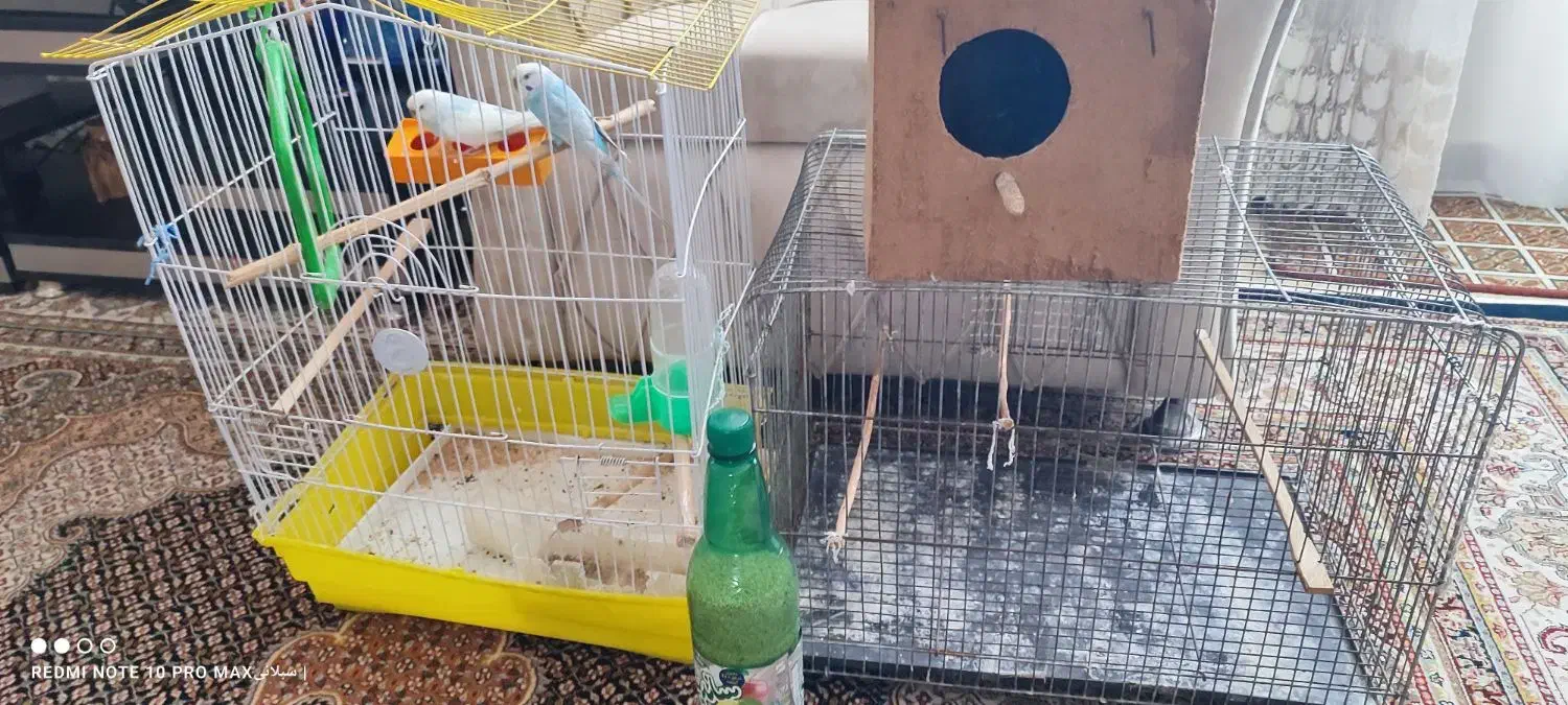 مرغ عشق|پرنده|اردبیل, |دیوار