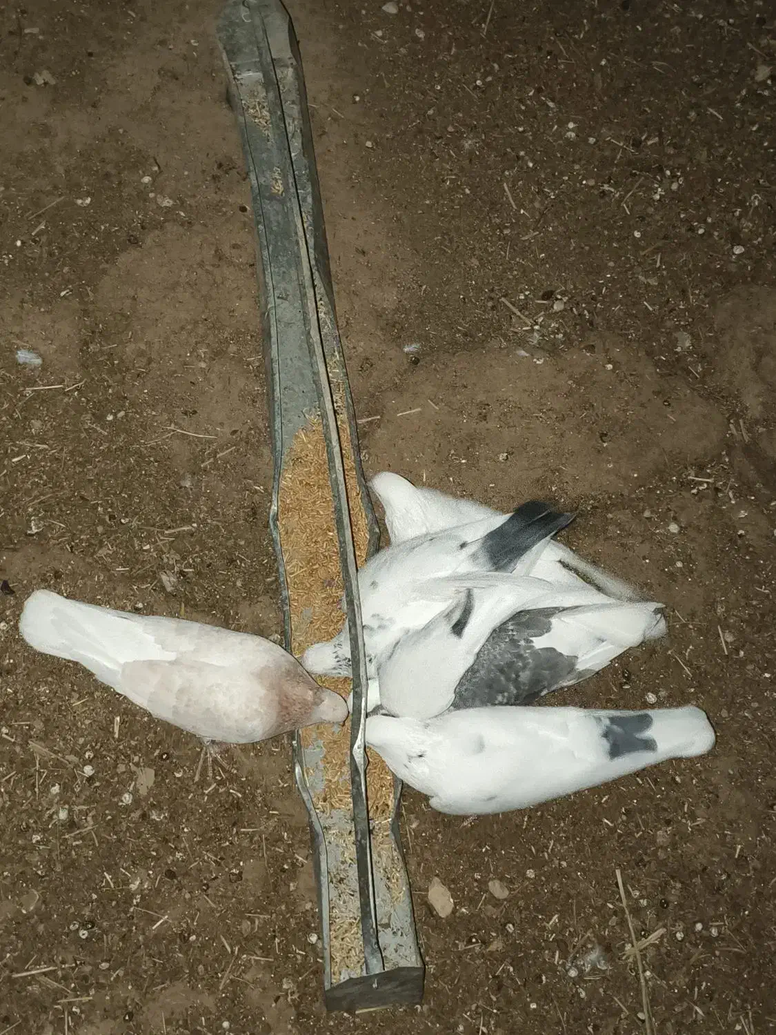 کفتر کبوتر|پرنده|تکاب, |دیوار