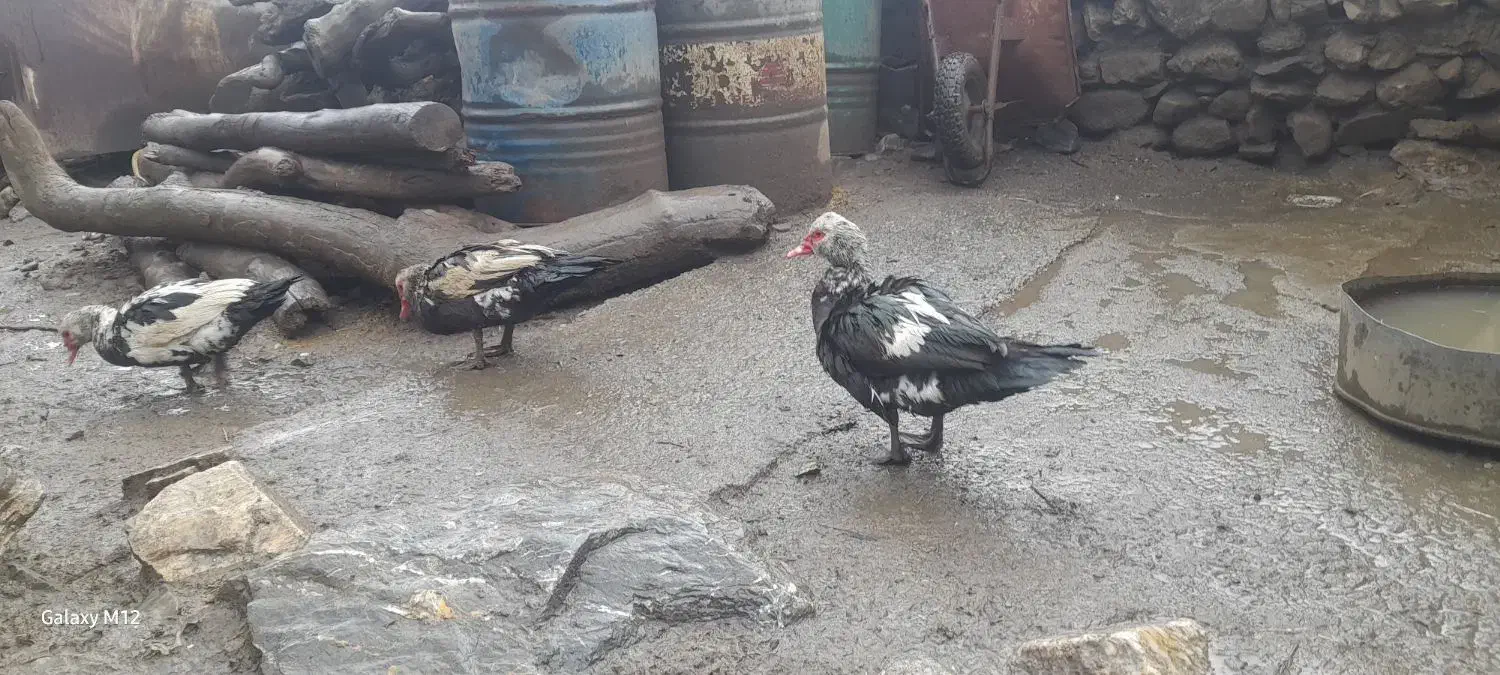 مرغابی روسی|حیوانات مزرعه|ربط, |دیوار