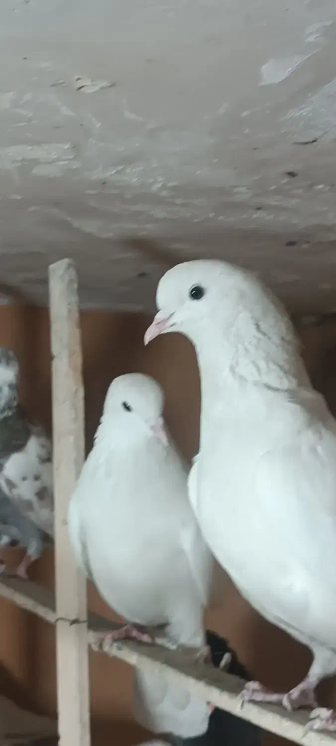 کبوتر (بار جدید داخل فیلم)یه جایی و تکی|پرنده|فردیس, ثابتی|دیوار