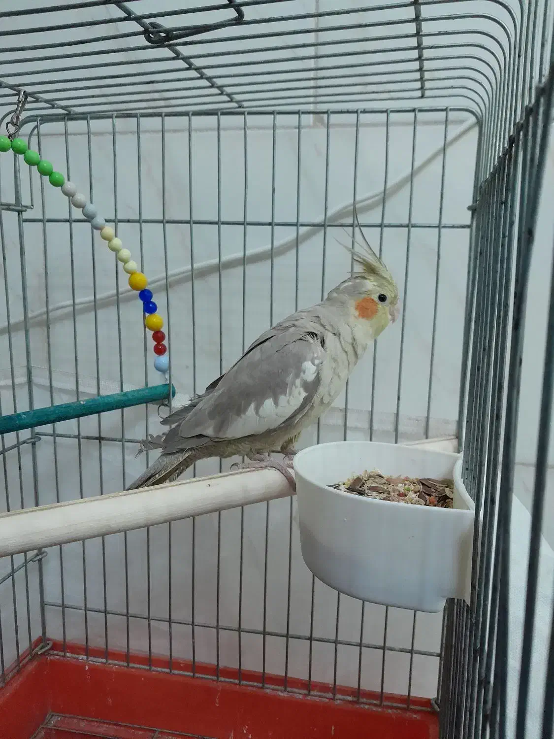 عروس هلندی|پرنده|محمدشهر, جعفرآباد|دیوار