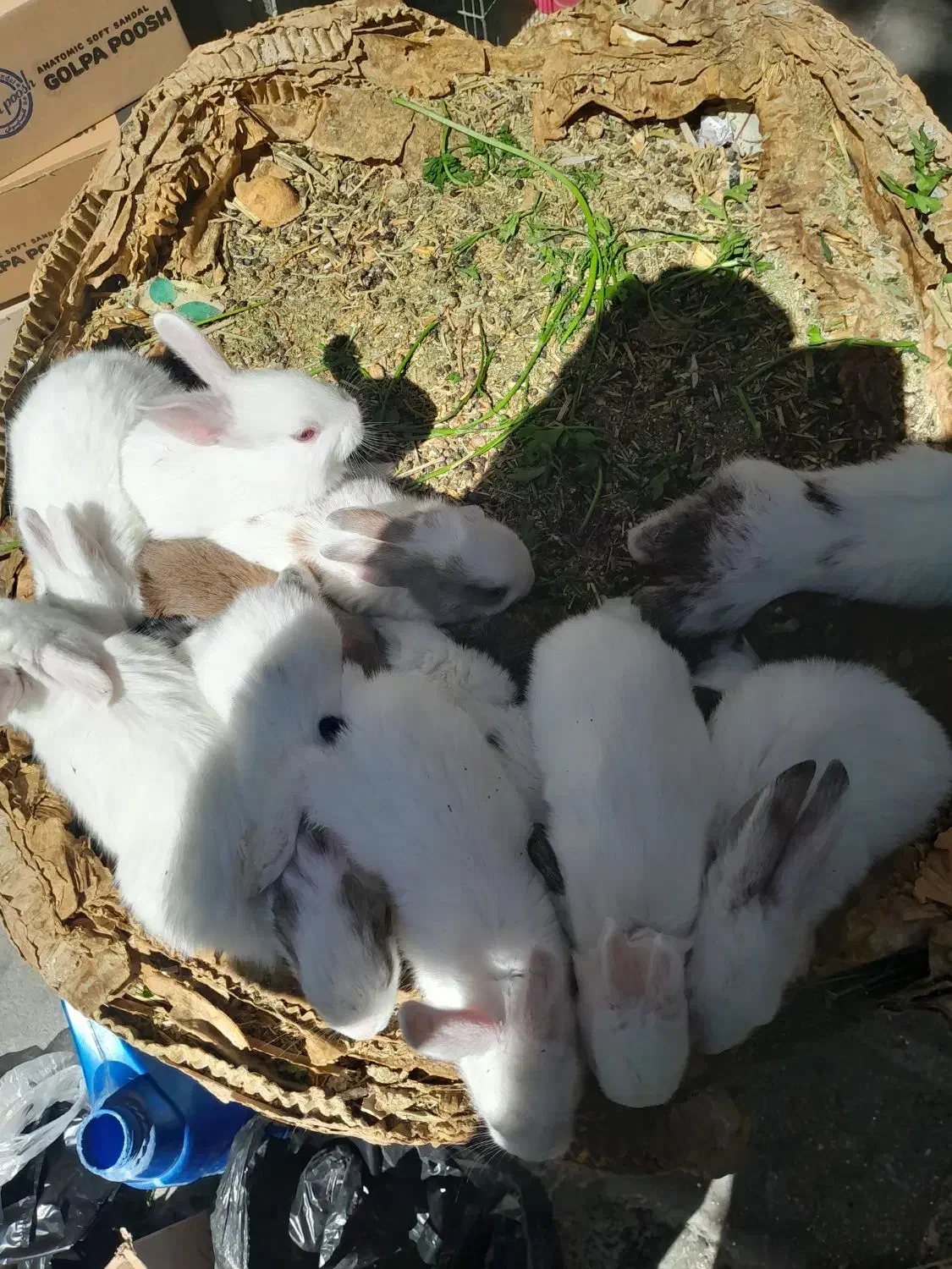 فروش انواع خرگوش های مینیاتوری|موش و خرگوش|کرمانشاه, |دیوار