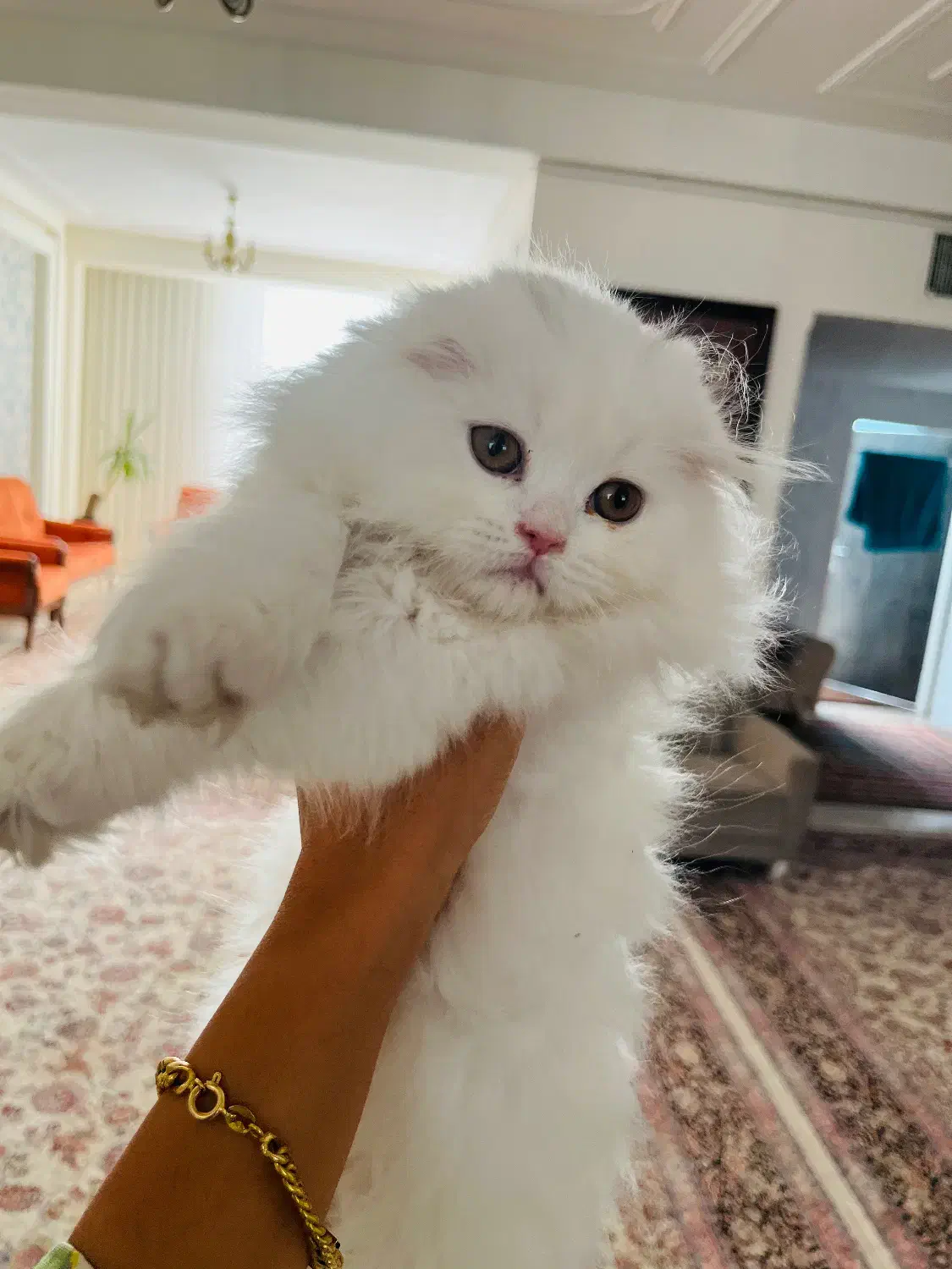 گربه خانگی|گربه|کرمان, |دیوار