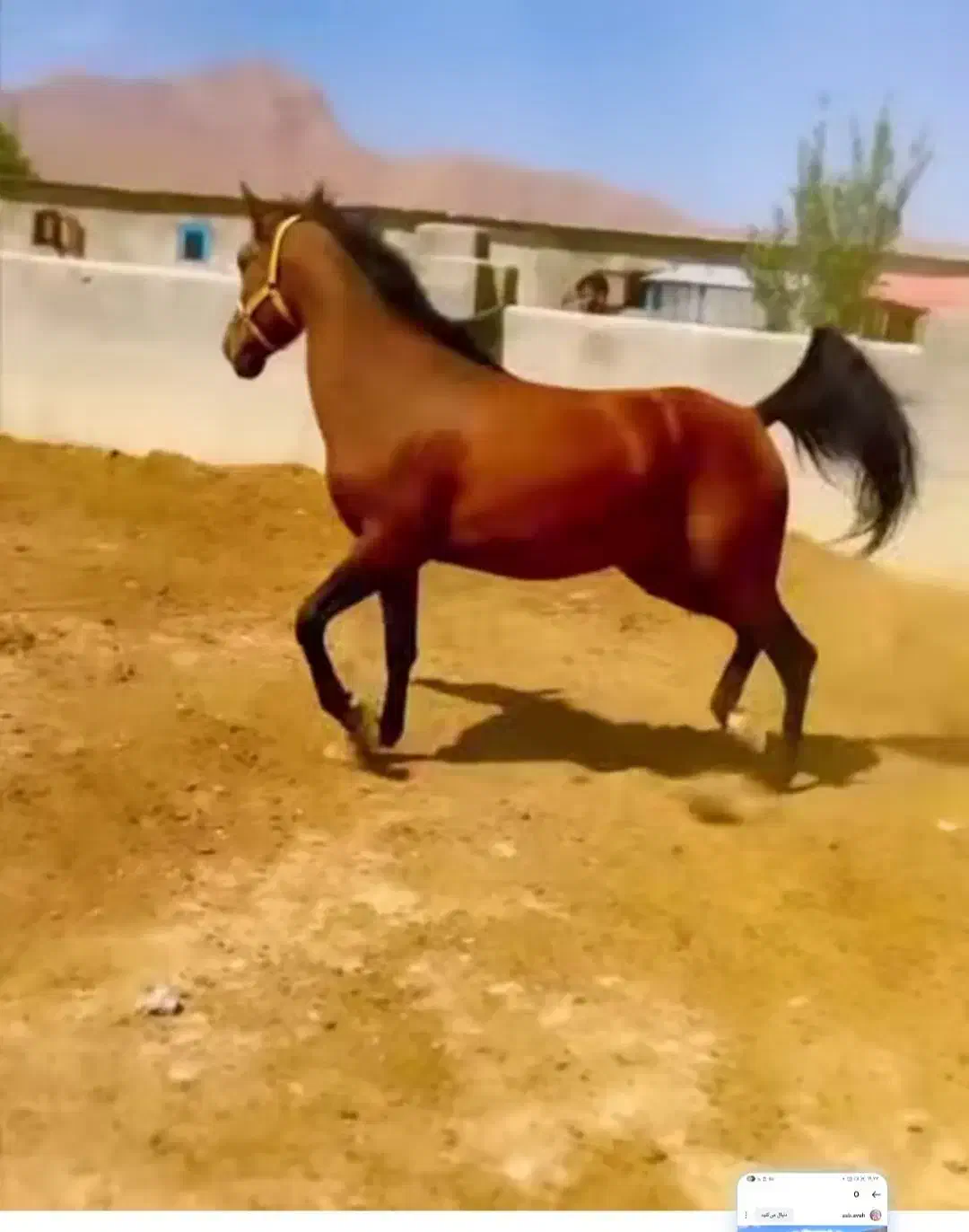 مادیان  کرد|اسب و تجهیزات اسبسواری|مشگین شهر, |دیوار