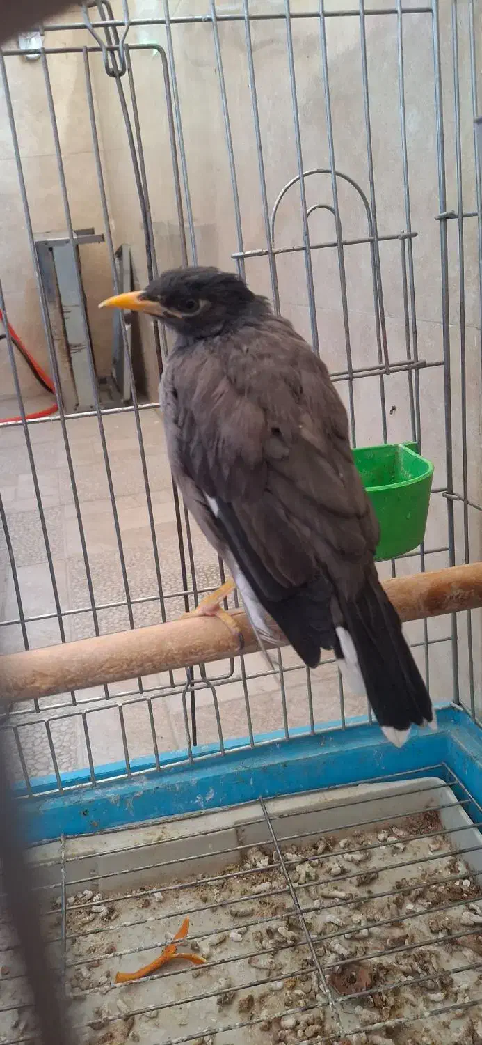 مینا،فنچ|پرنده|کرج, دهقان ویلا|دیوار