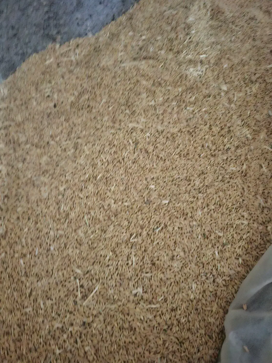 گندم دیم|عمده‌فروشی|سربند, |دیوار