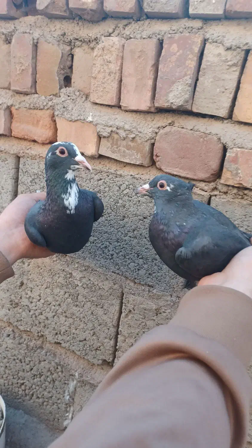 کفتر سبز  کلایی نر پلنگ ماده زاغ دمسفید ماده|پرنده|کرمان, |دیوار